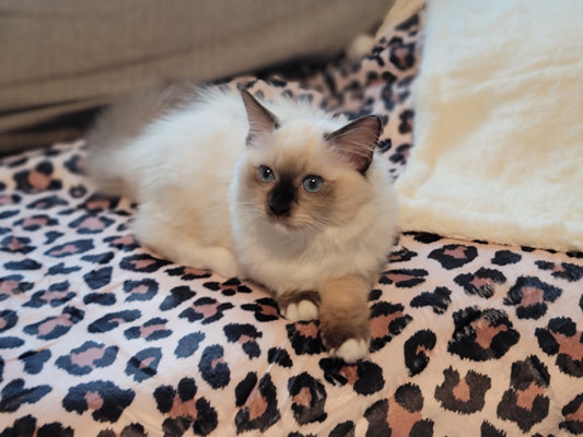 Oversized Sherpa Lined Pet Blanket Leopard Print 40" x 60"