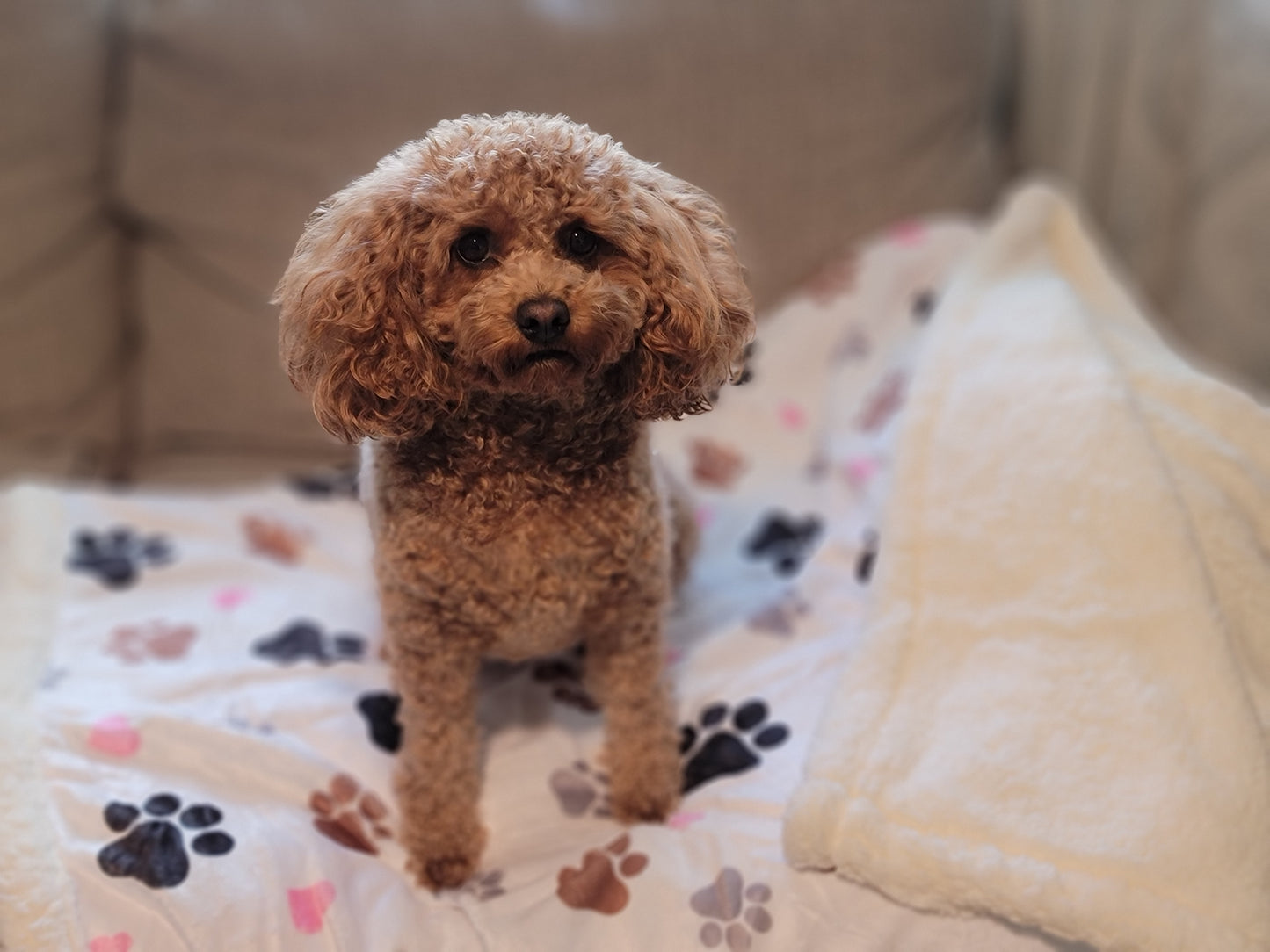 Oversized Sherpa Lined Pet Blanket Paw Print 40" x 60"